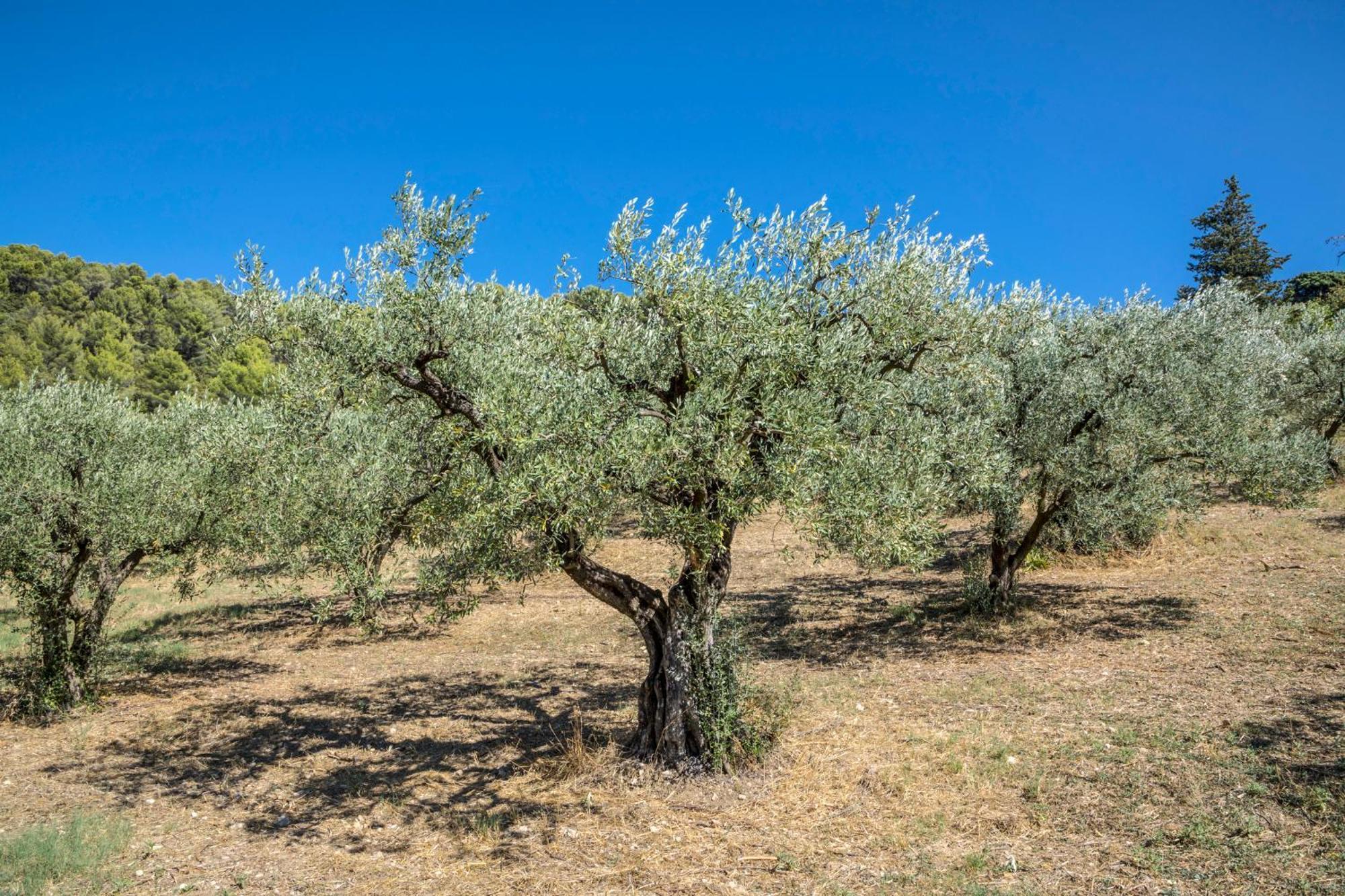 Maison Tendance Avec Jardin, Centre Village, Alpilles, Familles Eyragues Dış mekan fotoğraf